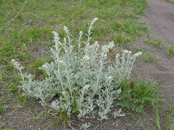 wormwood fun itọju ti ọpa ẹhin osteochondrosis